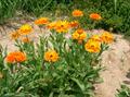 Calendula officinalis